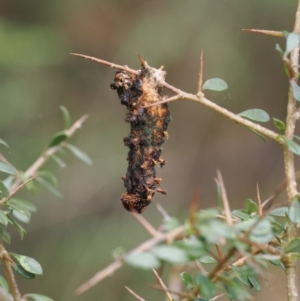 Opodiphthera eucalypti at Paddys River, ACT - 29 Sep 2022