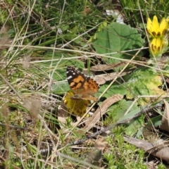 Vanessa kershawi (Australian Painted Lady) at Paddys River, ACT - 29 Sep 2022 by RAllen