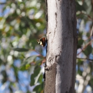 Vanessa itea at Paddys River, ACT - 29 Sep 2022 10:49 AM