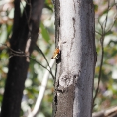 Vanessa itea at Paddys River, ACT - 29 Sep 2022 10:49 AM