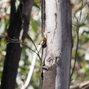 Vanessa itea at Paddys River, ACT - 29 Sep 2022 10:49 AM