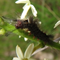 Orgyia anartoides at Hall, ACT - 30 Sep 2022 by Christine