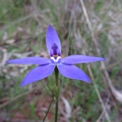 Glossodia major (Wax Lip Orchid) at Hall, ACT - 30 Sep 2022 by Christine