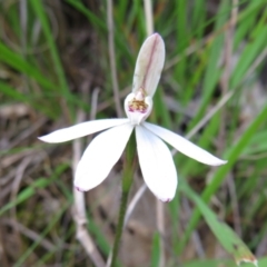 Caladenia carnea (Pink Fingers) at Hall, ACT - 30 Sep 2022 by Christine