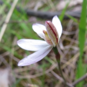 Caladenia carnea at Hall, ACT - suppressed