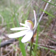 Caladenia carnea at Hall, ACT - suppressed