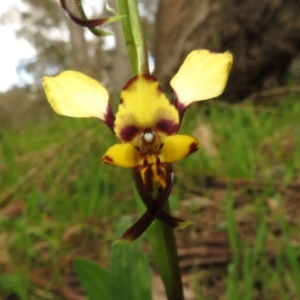 Diuris pardina at Hall, ACT - suppressed