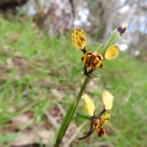 Diuris pardina at Hall, ACT - suppressed