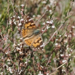 Vanessa kershawi (Australian Painted Lady) at Paddys River, ACT - 29 Sep 2022 by RAllen