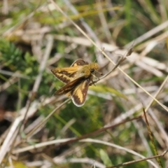 Taractrocera papyria (White-banded Grass-dart) at Paddys River, ACT - 29 Sep 2022 by RAllen