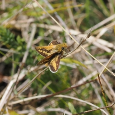 Taractrocera papyria (White-banded Grass-dart) at Paddys River, ACT - 29 Sep 2022 by RAllen