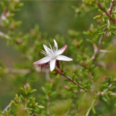 Calytrix tetragona (Common Fringe-myrtle) at Paddys River, ACT - 29 Sep 2022 by RAllen