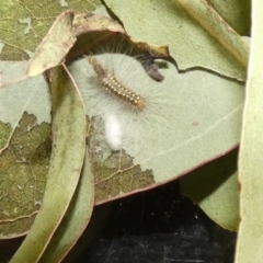 Uraba lugens (Gumleaf Skeletonizer) at McKellar, ACT - 30 Sep 2022 by Birdy