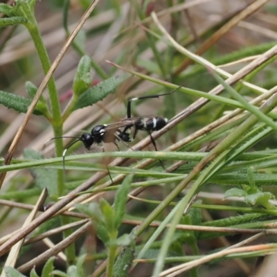 Ichneumonidae (family) (Unidentified ichneumon wasp) at Tidbinbilla Nature Reserve - 29 Sep 2022 by RAllen