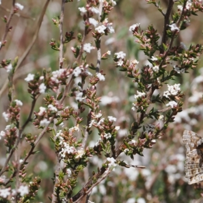 Leucopogon attenuatus (Small-leaved Beard Heath) at Paddys River, ACT - 29 Sep 2022 by RAllen