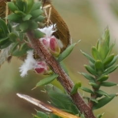 Leucopogon attenuatus (Small-leaved Beard Heath) at Paddys River, ACT - 29 Sep 2022 by RAllen