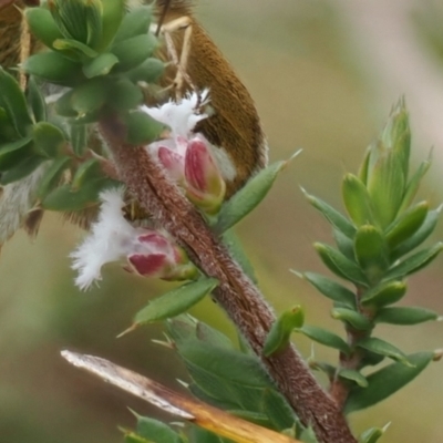 Leucopogon attenuatus (Small-leaved Beard Heath) at Paddys River, ACT - 29 Sep 2022 by RAllen