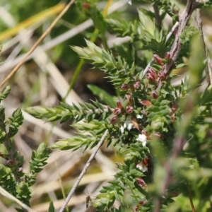 Styphelia attenuata at Paddys River, ACT - 29 Sep 2022 11:29 AM