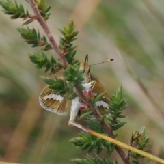 Styphelia attenuata at Paddys River, ACT - 29 Sep 2022 11:29 AM