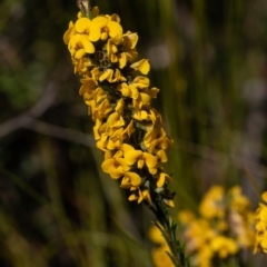 Dillwynia floribunda (Flowery Parrot-pea, Showy Parrot-pea) at Bundanoon, NSW - 25 Sep 2022 by Aussiegall