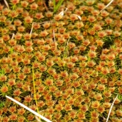 Unidentified Moss, Liverwort or Hornwort at Penrose, NSW - 6 Sep 2022 by Aussiegall