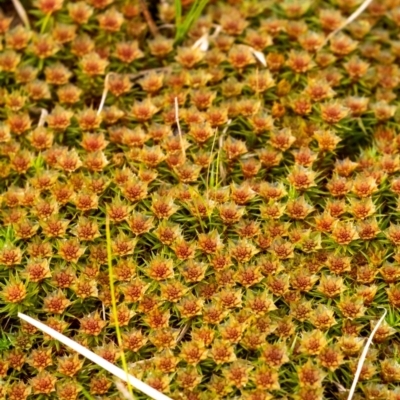 Unidentified Moss, Liverwort or Hornwort at Penrose, NSW - 6 Sep 2022 by Aussiegall