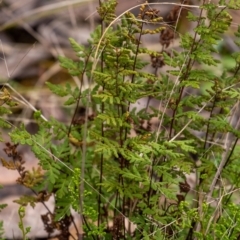 Cheilanthes sieberi subsp. sieberi (Mulga Rock Fern) at Penrose, NSW - 6 Sep 2022 by Aussiegall