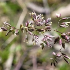 Poa sp. (A Snow Grass) at Fraser, ACT - 1 Oct 2022 by trevorpreston