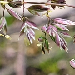 Poa sp. at Fraser, ACT - 1 Oct 2022