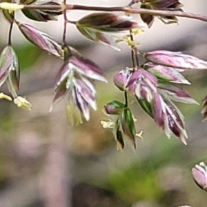 Poa sp. at Fraser, ACT - 1 Oct 2022