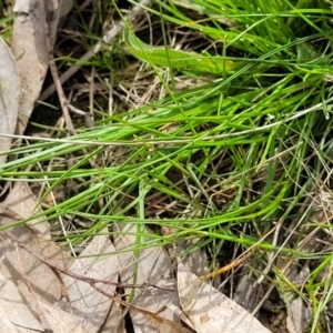 Poa sp. at Fraser, ACT - 1 Oct 2022