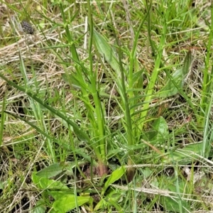 Eryngium ovinum at Fraser, ACT - 1 Oct 2022