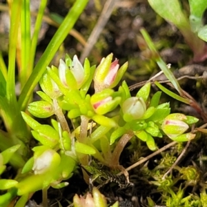 Crassula decumbens var. decumbens at Fraser, ACT - 1 Oct 2022