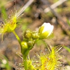 Drosera gunniana (Pale Sundew) at Dunlop Grasslands - 1 Oct 2022 by trevorpreston