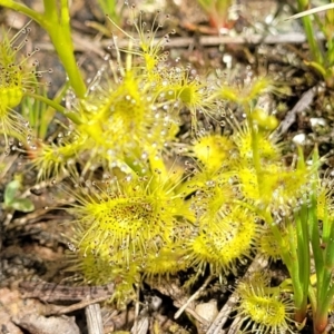 Drosera gunniana at Fraser, ACT - 1 Oct 2022