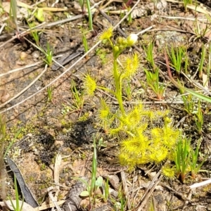 Drosera gunniana at Fraser, ACT - 1 Oct 2022