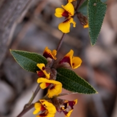 Mirbelia platylobioides (Large-flowered Mirbelia) at Penrose, NSW - 26 Sep 2022 by Aussiegall