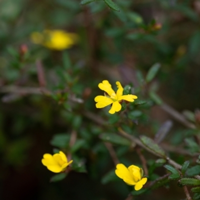 Hibbertia aspera subsp. aspera at Penrose, NSW - 26 Sep 2022 by Aussiegall