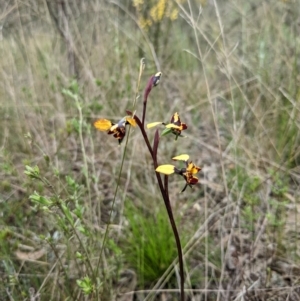 Diuris pardina at Hackett, ACT - 1 Oct 2022