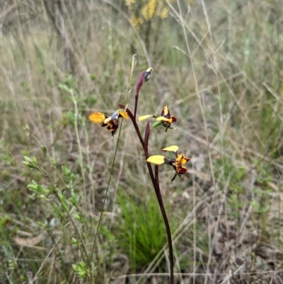 Diuris pardina (Leopard Doubletail) at Hackett, ACT - 1 Oct 2022 by WalterEgo