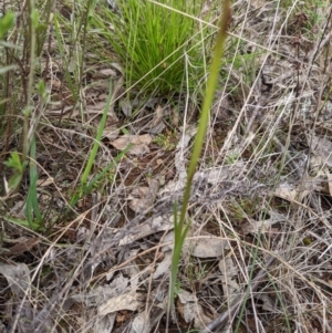 Diuris pardina at Hackett, ACT - 1 Oct 2022