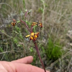 Diuris pardina at Hackett, ACT - 1 Oct 2022