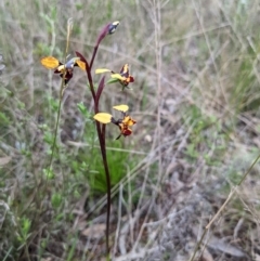 Diuris pardina at Hackett, ACT - 1 Oct 2022