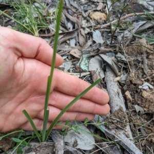 Diuris sp. (hybrid) at Hackett, ACT - suppressed