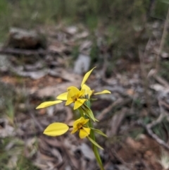 Diuris sp. (hybrid) at Hackett, ACT - suppressed