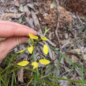 Diuris sp. (hybrid) at Hackett, ACT - suppressed