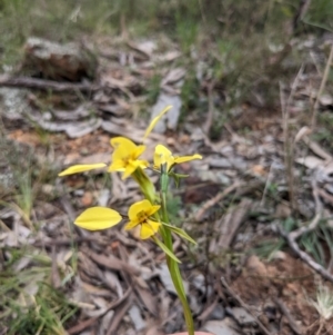 Diuris sp. (hybrid) at Hackett, ACT - suppressed