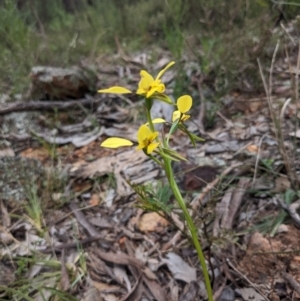 Diuris sp. (hybrid) at Hackett, ACT - suppressed