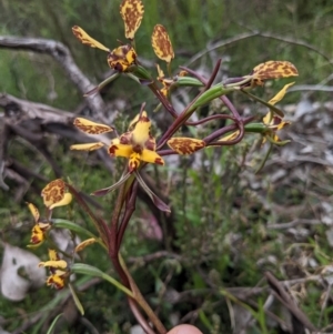 Diuris pardina at Hackett, ACT - suppressed