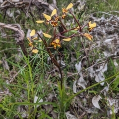 Diuris pardina at Hackett, ACT - suppressed